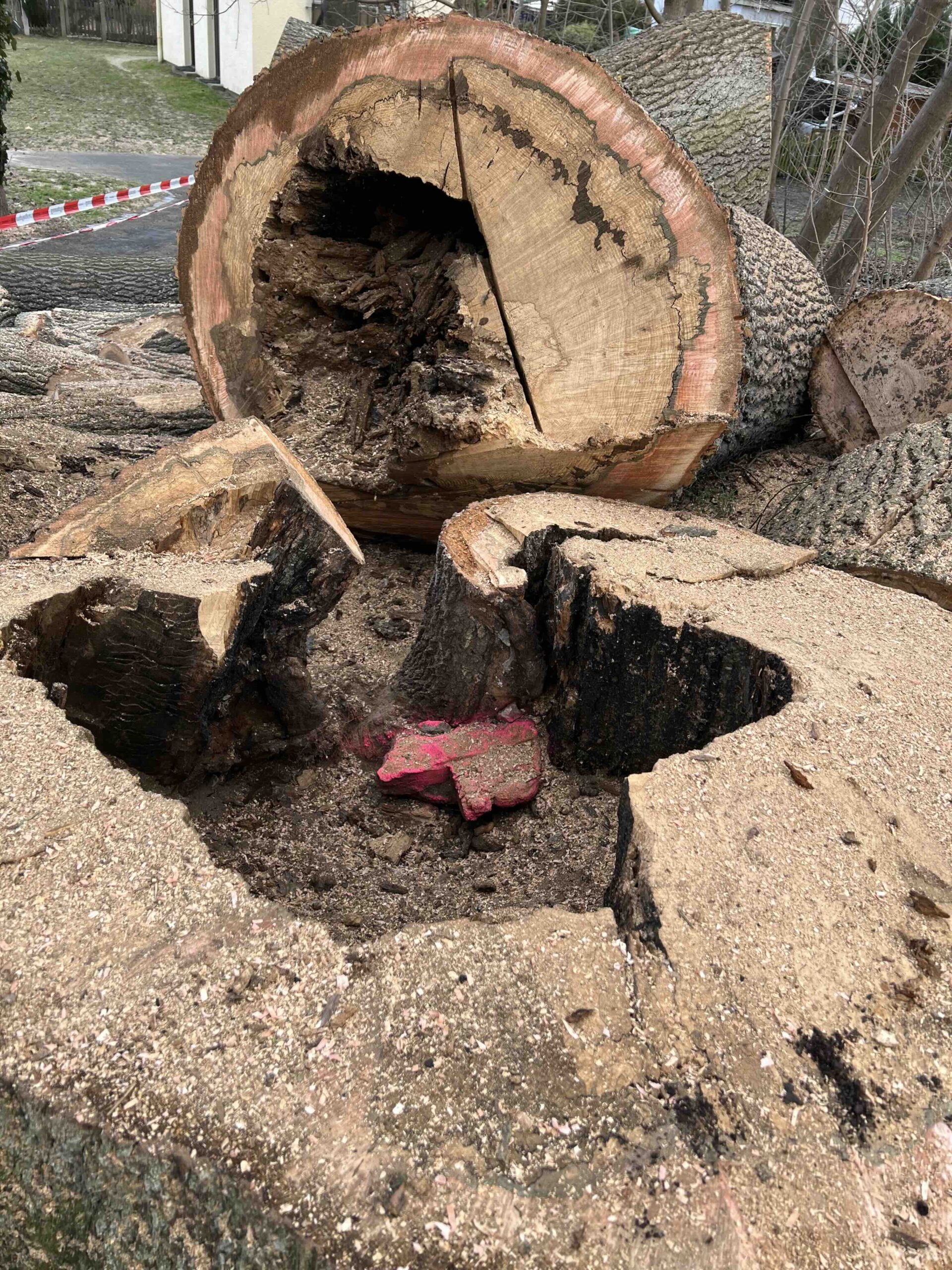 Baumschaden | Bohrwiderstandsmessung
